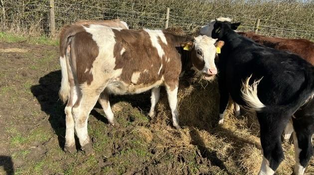 Image 7 of 11 Month old Hereford cross heifers x 3