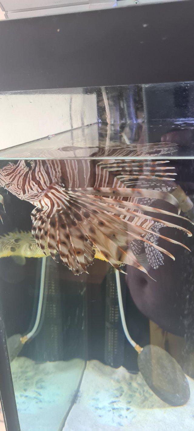 Preview of the first image of ADULT MARINE FISH LIVE LIONFISH STUNNING.