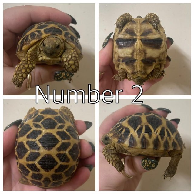 Preview of the first image of Burmese Star Tortoise At Urban Exotics.