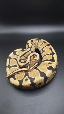 Image 2 of CB22 Ball pythons male and female