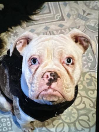 Image 3 of Serious inquiries only 8 month Old English Bulldog.