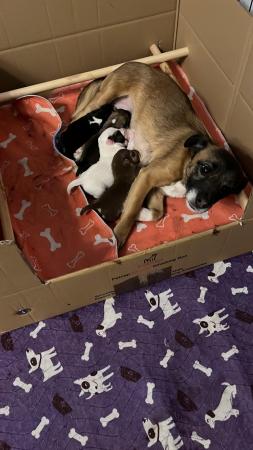 Image 3 of Patterjack puppies ready for new homes