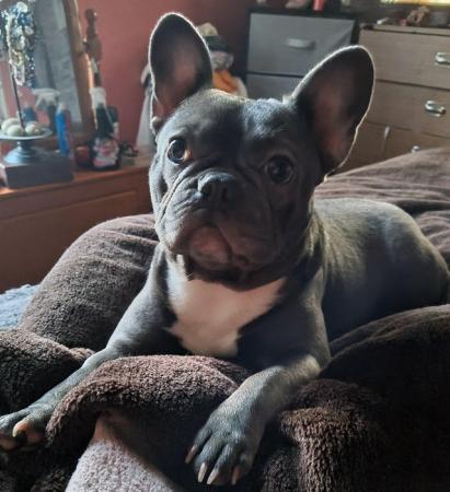 Image 1 of Female French bulldog for sale