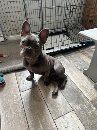 Image 3 of Blue French bulldog male 8 months old