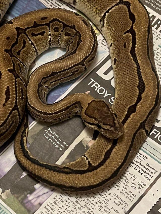 Preview of the first image of Pinstripe ball python for sale.