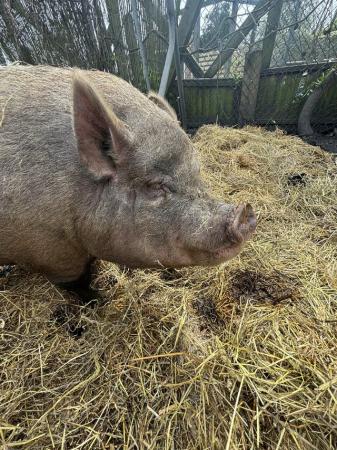 Image 4 of New home needed for two Kunekune x pot belly pigs