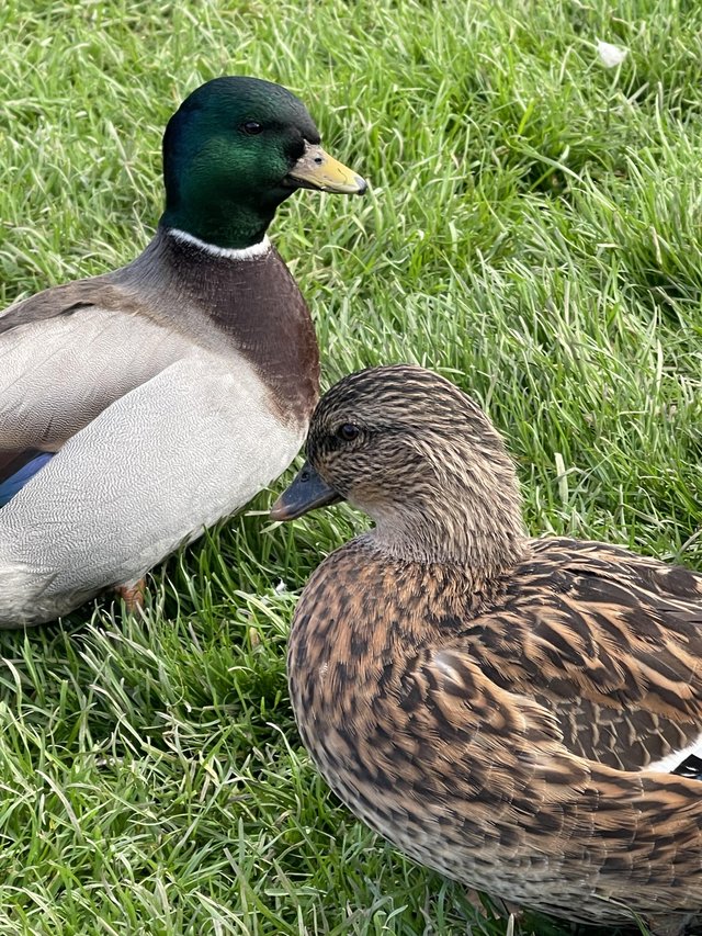 Preview of the first image of Call ducks pair trios available.