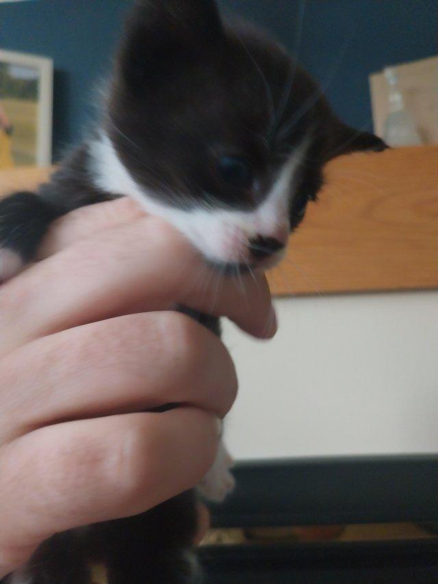 Preview of the first image of Litter of kittens mixed colours.