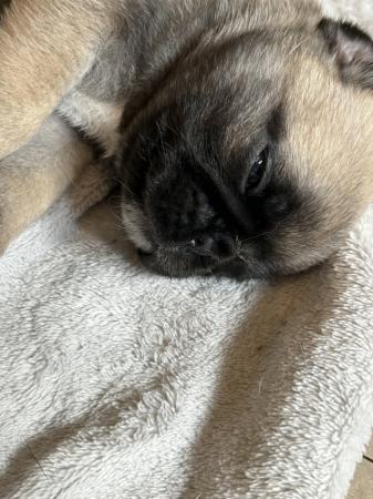 Image 5 of Full pedigree male pug ready on 20th May!!