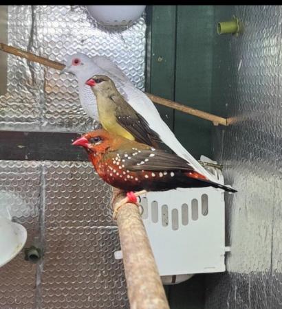 Image 1 of Strawberry Finches - Breeding pairs