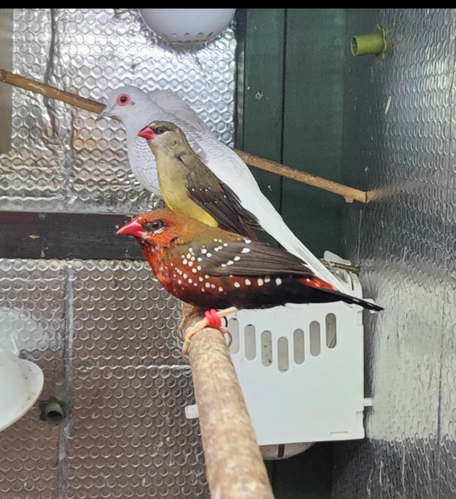 Preview of the first image of Strawberry Finches - Breeding pairs.