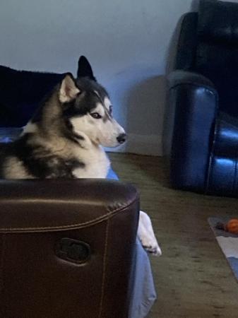 Image 5 of 2 year old male husky for sale
