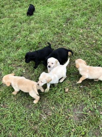 Image 2 of Labrador Retriever puppies for sale micro chipped