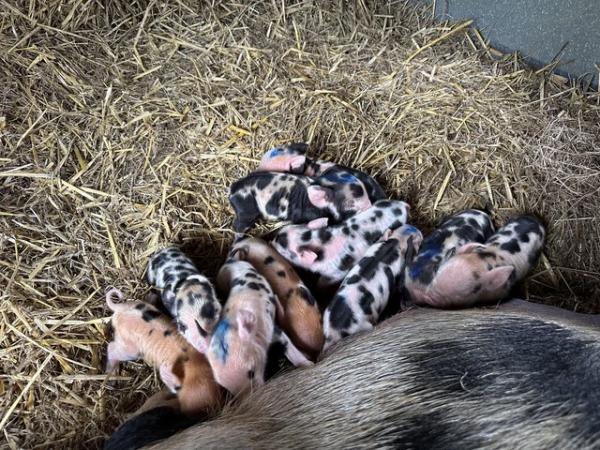 Image 3 of Pure kune kune piglets available