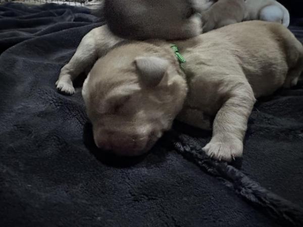 Image 1 of 8 GORGEOUS YELLOW/FOX RED  KC LAB PUPPIES FOR SALE!