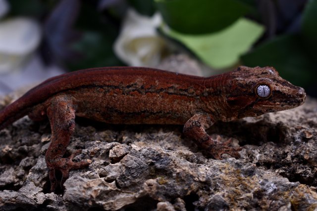 Image 3 of Male Sub Adult Gargoyle Gecko