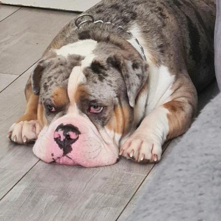 Image 1 of Old english bulldogge for sale