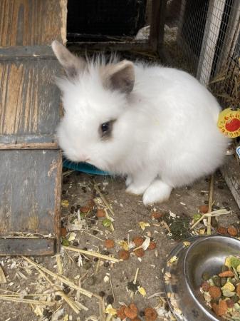 Image 5 of Two male lionhead rabbits brothers
