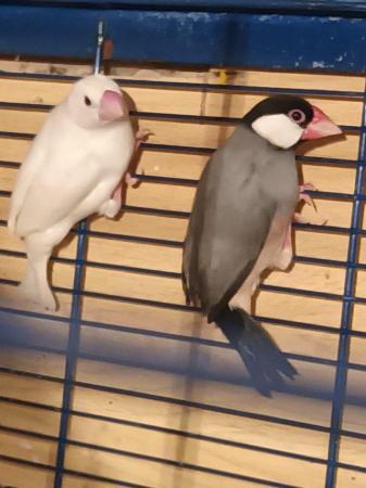 Image 4 of Java sparrows for sale. Whites £20. Normal £15