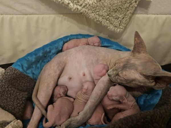 Image 2 of Gccf male sphynx kitten from health tested parents