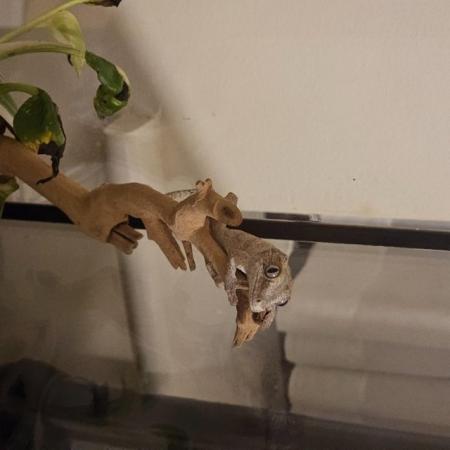Image 5 of Gargoyle gecko for sale in the Bracknell area