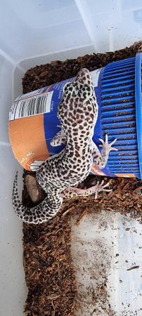 Image 11 of 2023 juvenile leopard geckos £50 each