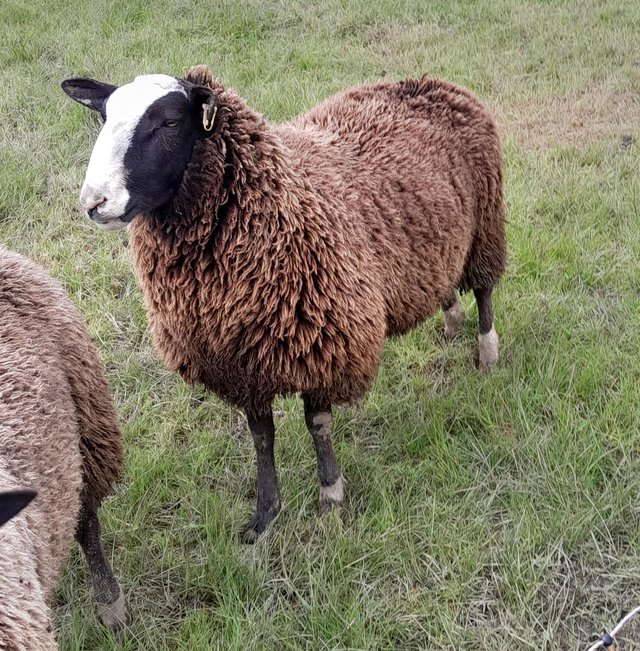 Preview of the first image of Pedigree Zwartbles shearling ram.