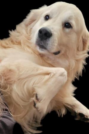 Image 2 of Stunning Golden retriever puppies, beautiful temperament