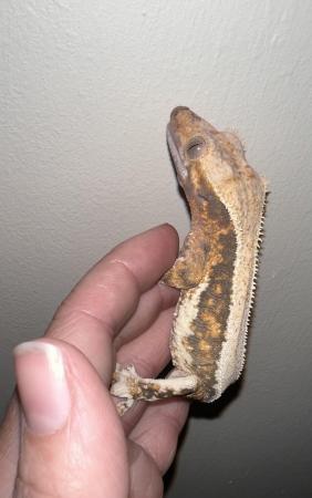 Image 1 of Female lilly white crested gecko available