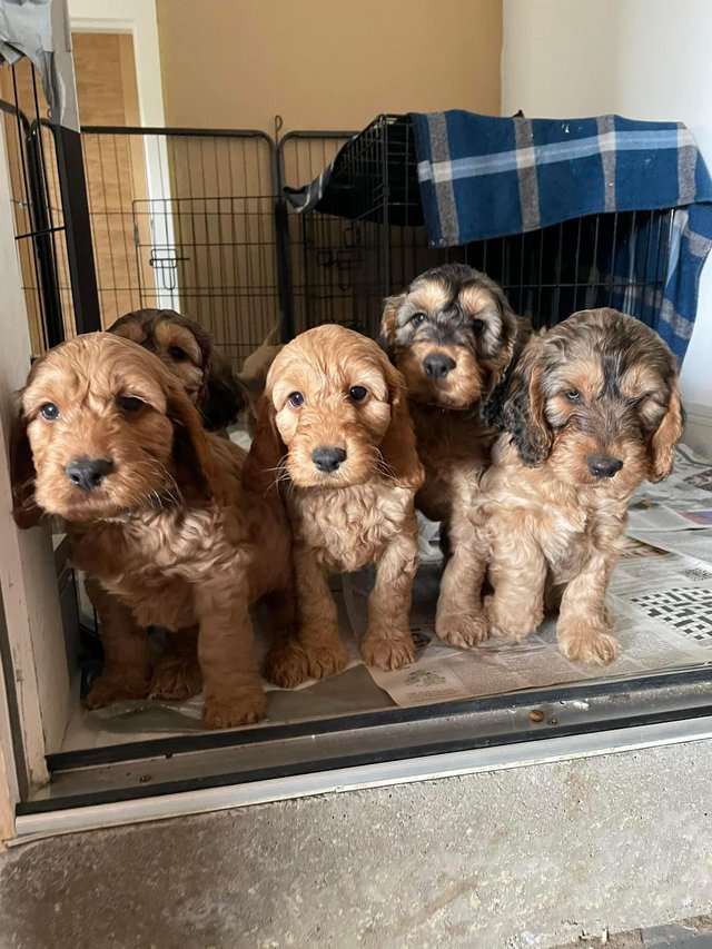 Preview of the first image of 2 gorgeous cockapoo puppies for sale.