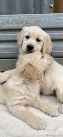 Image 8 of Fully Vaccinated KC Registered Golden Retriever Puppies