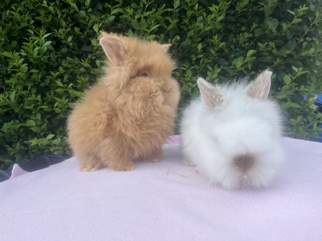 Preview of the first image of Mini double maned lionhead.