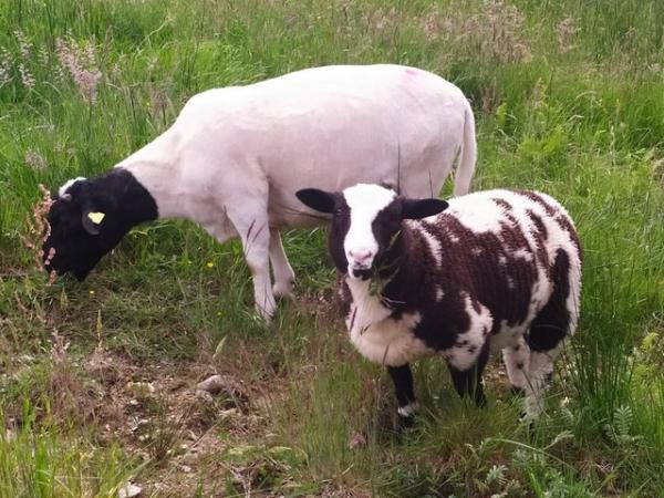 Image 2 of Dutch Spotted x Dorset Ram lamb