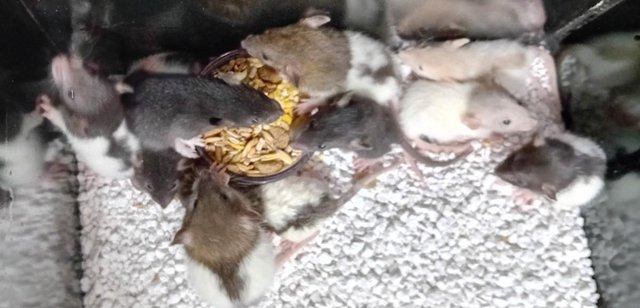 Image 34 of Baby Dumbo and Straight eared Rats