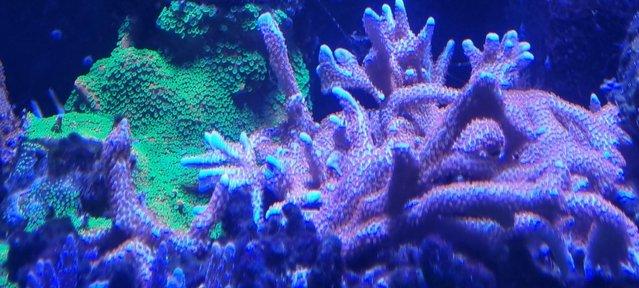 Image 2 of Fully loaded reef aquarium, marine, fish, coral, full set up