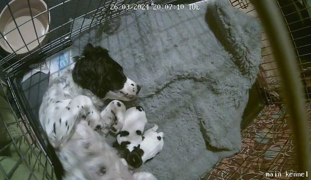 Image 3 of Black and white springer pups