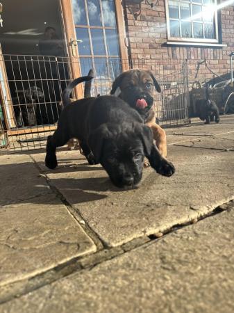 Image 3 of Cane corso x Rottweiler puppies
