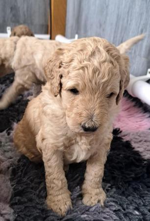 Image 10 of Standard poodle puppies