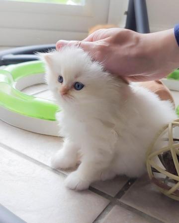 Image 7 of British Shorthair & Longhair Kittens Ready