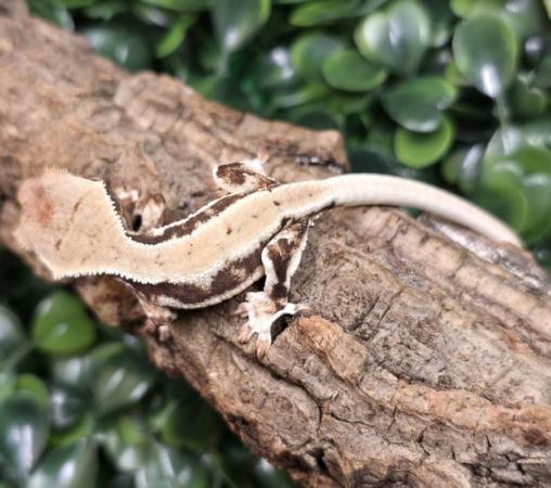 Image 13 of Stunning collection of lily whites/normal crested gecko's