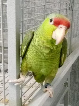 Image 4 of Amazon parrot talking young