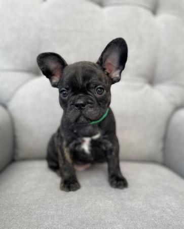 Image 4 of *Price Reduced* 12week old French Bulldog brindle puppies
