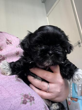 Image 4 of 1 shihtzu girl left looking for her forever home