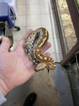 Image 5 of Blood python (P. brongersmai) £250