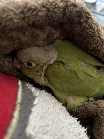 Image 3 of Pineapple baby conure 9 weeks old ready for a new home.