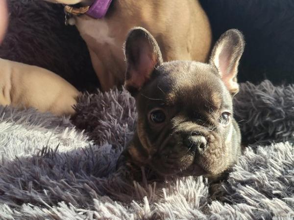 Image 10 of French bulldog pups looking for there forever homest