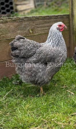 Image 2 of Silver Pencilled Wyandotte Large Fowl Hatching Eggs