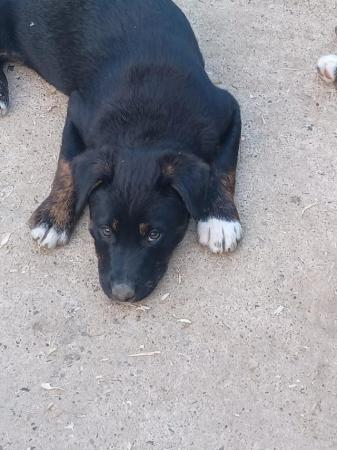 Image 9 of border collie cross rottweiler puppies