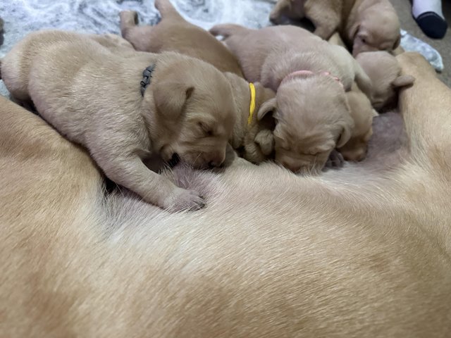 Preview of the first image of ???? Labrador puppies ????.