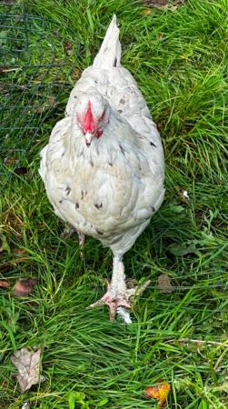 Image 12 of Beautiful pure bred, hand reared birds, hens cocks and trios
